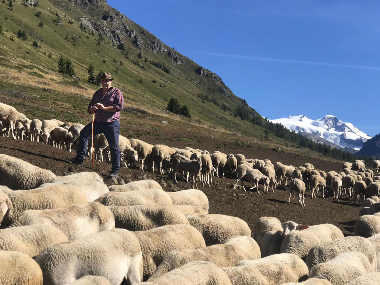 Roberto Bagnod Pecore