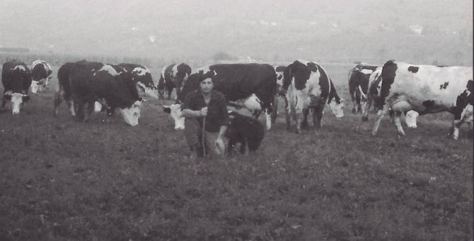 Roberto Bagnod Mucche