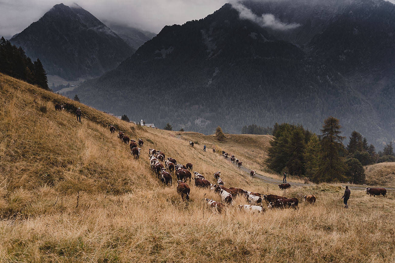 Transumanza Bagnod